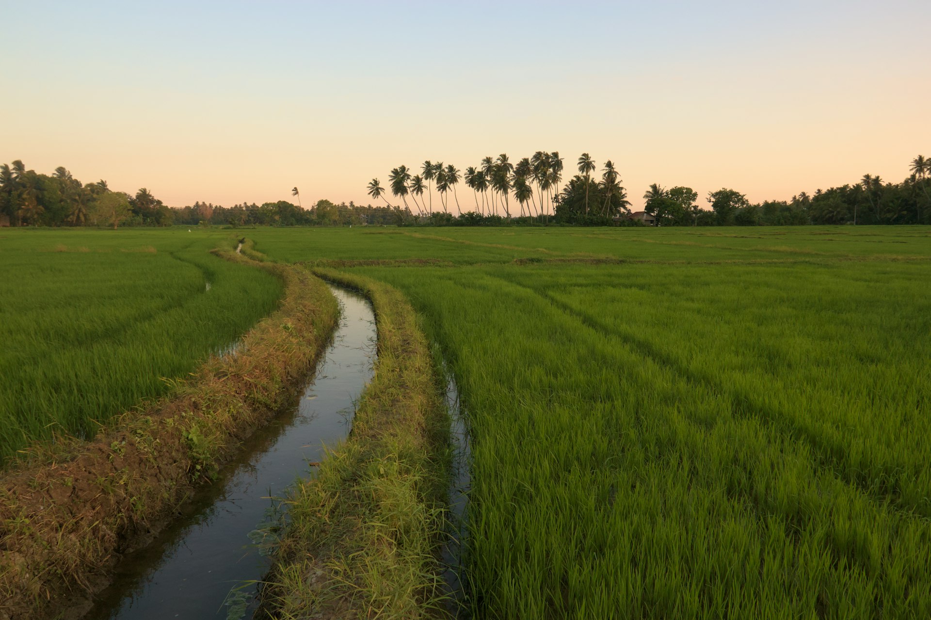 a river running through a lush green field
